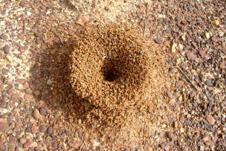 plaga de hormigas
